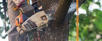 Best Tree Health Inspection  in Cornersville, TN