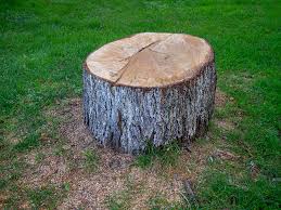 Best Tree Removal  in Cornersville, TN