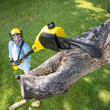Best Tree Maintenance Programs  in Cornersville, TN