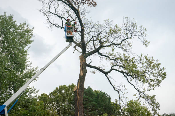 How Our Tree Care Process Works  in  Cornersville, TN
