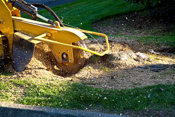 Best Stump Grinding and Removal  in Cornersville, TN