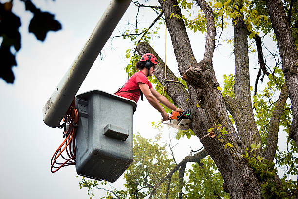 Best Tree Risk Assessment  in Cornersville, TN