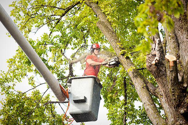 Best Tree Cabling and Bracing  in Cornersville, TN