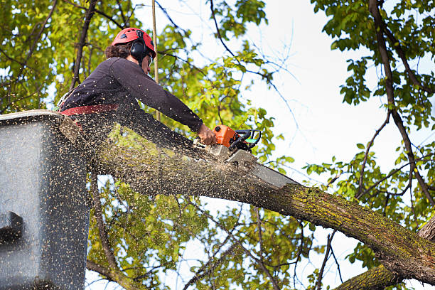 Reliable Cornersville, TN Tree Removal Solutions