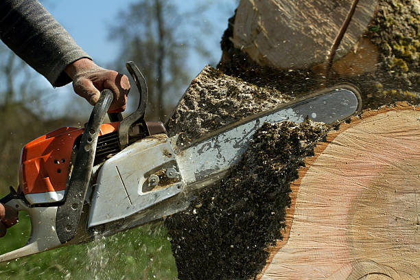 Best Soil Testing and Treatment  in Cornersville, TN