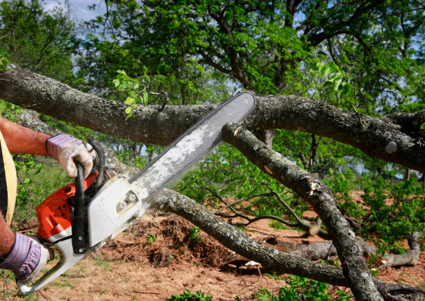 Best Organic Lawn Care Solutions  in Cornersville, TN